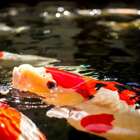 Zur Weinsteige 4* שטוטגרט